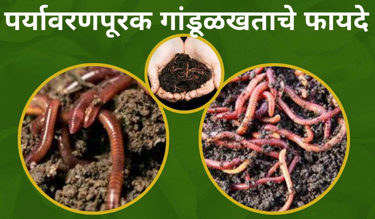 vermicompost benefits and detail information